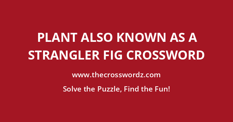 Plant also known as a strangler fig crossword
