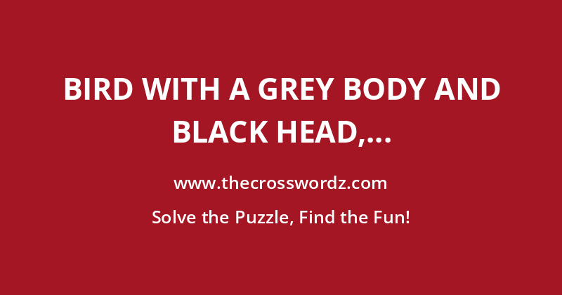 Bird with a grey body and black head, wings and tail crossword