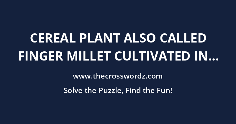 Cereal plant also called finger millet cultivated in Africa and Asia crossword