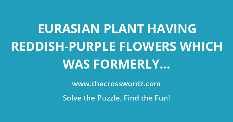 Eurasian plant having reddish-purple flowers which was formerly used in medicine crossword